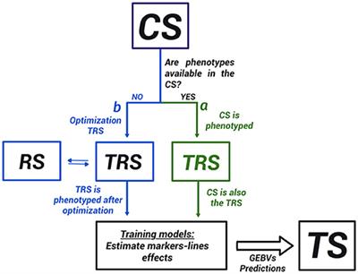 Training Set Optimization for Sparse Phenotyping in Genomic Selection: A Conceptual Overview